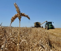 На Херсонщині збиратимуть ранні зернові на 535 тис. га